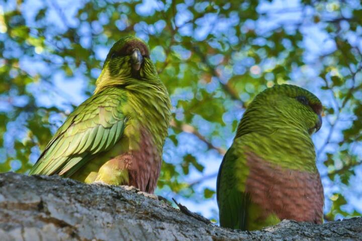 Trekking in El Chalten wildlife = parakeets