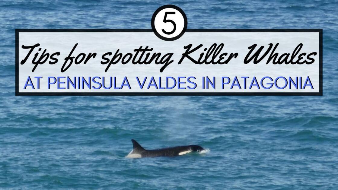 A complete guide for spotting orcas at Peninsula Valdes in Patagonia