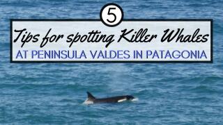 5 tips to spot killer whales in Patagonia