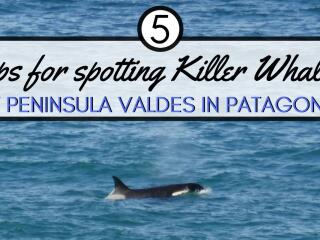5 tips to spot killer whales in Patagonia