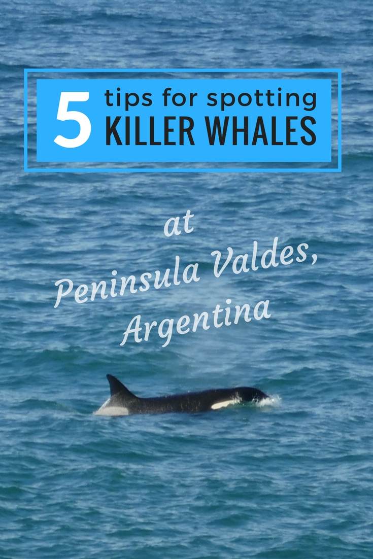 5 tips to spot killer whales pinterest