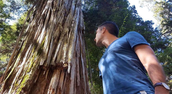 One of the oldest trees in the world, one of 10 fun interesting facts about Patagonia.