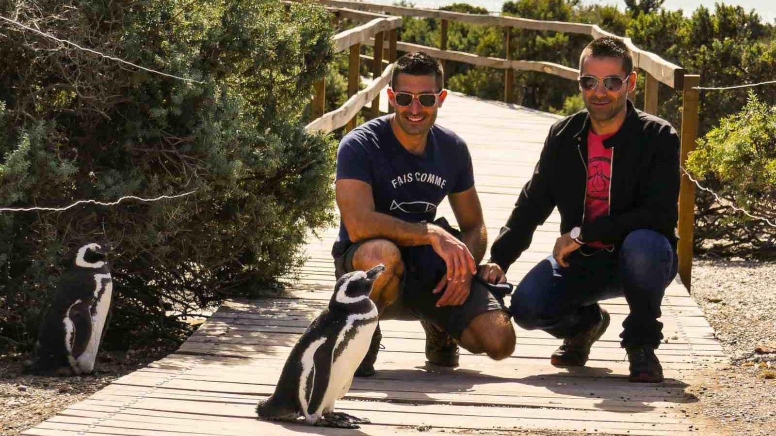 Chile is home to five different species of penguins that you can get surprisingly close to!