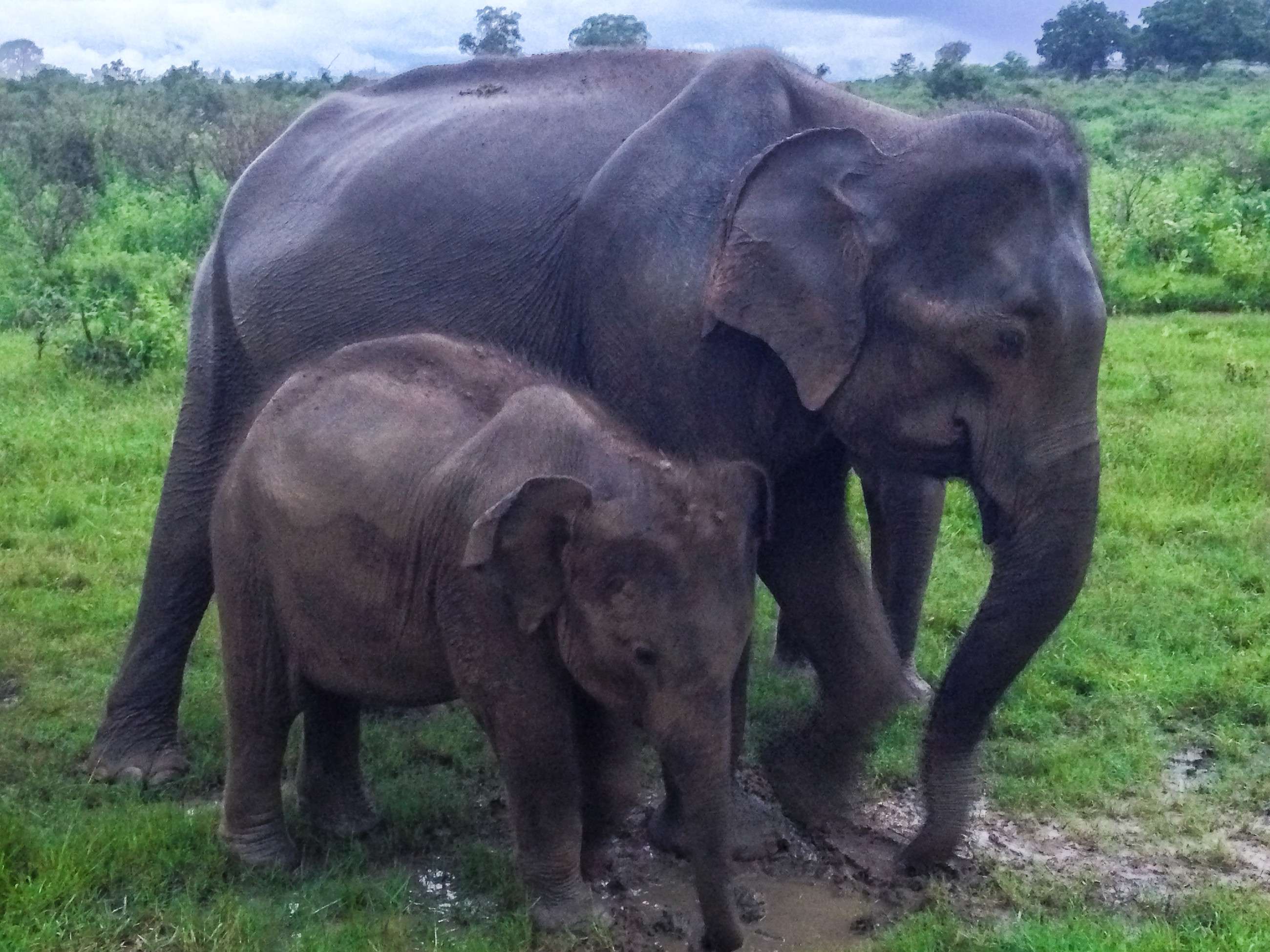 Elephant mum resting with her baby safari in sri lanka Udawalawe