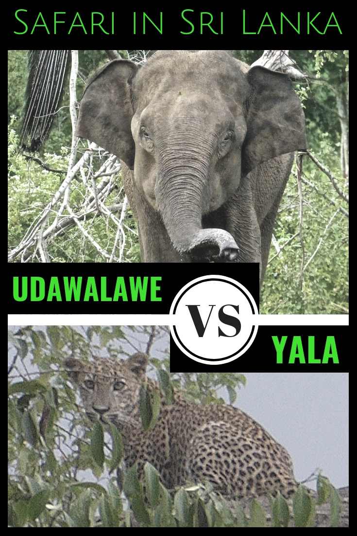 Find out which Sri Lankan safari is best for you as we compare Yala and Udawalale