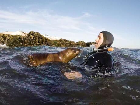 nadar com leões marinhos em Puerto Madryn é uma experiência inesquecível no Peru