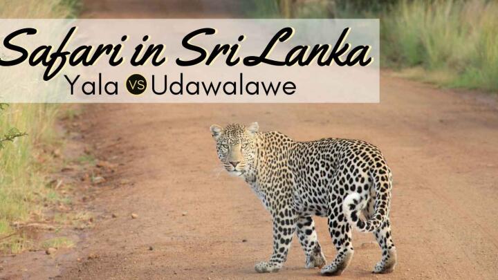 Best safari in Sri Lanka, a complete guide to the safari and wildlife of sri lanka