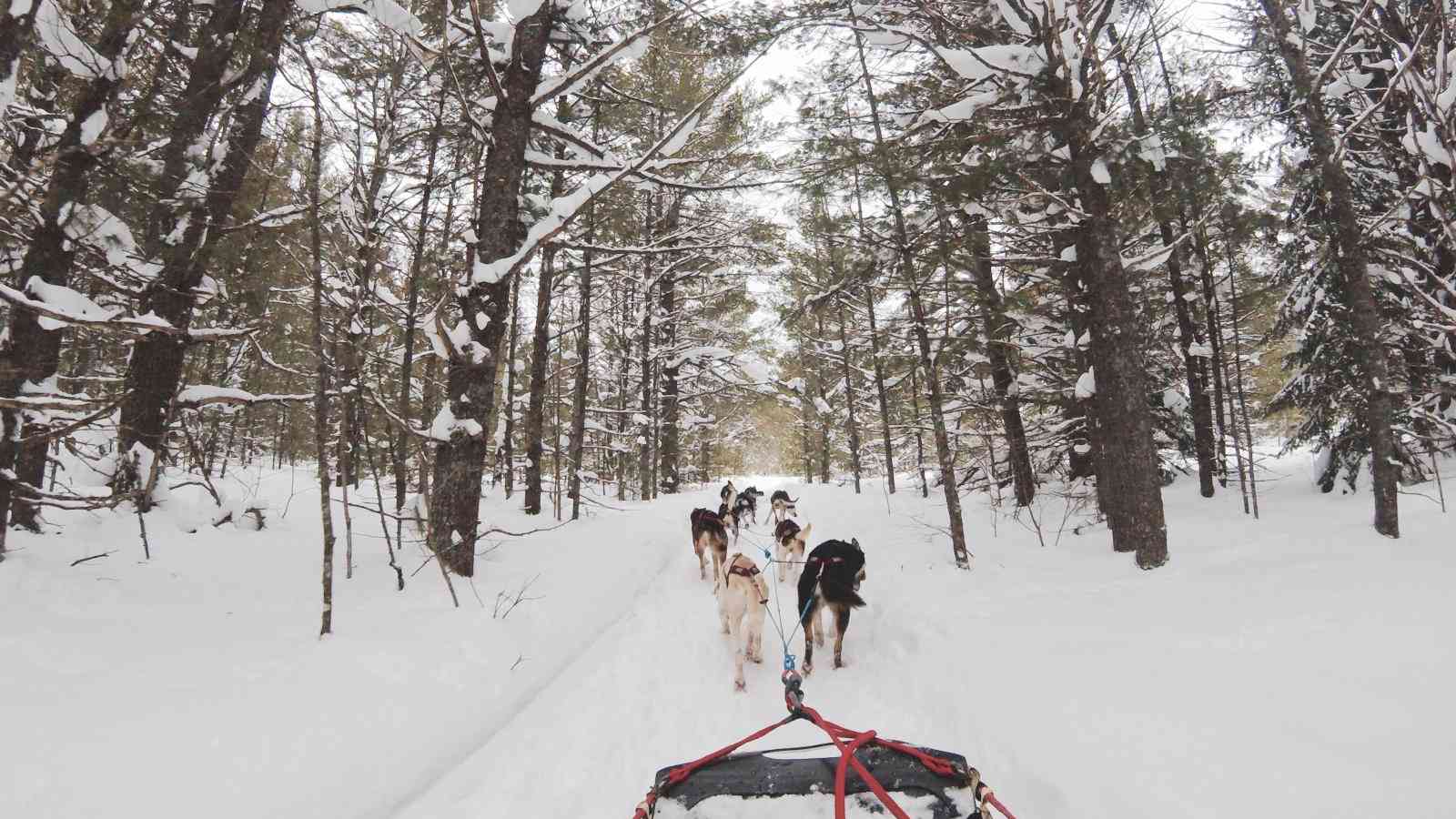 Going dog-sledding with cute huskies is just one of MANY fun things you will get to do during the Elevation Tremblant Gay Ski Week