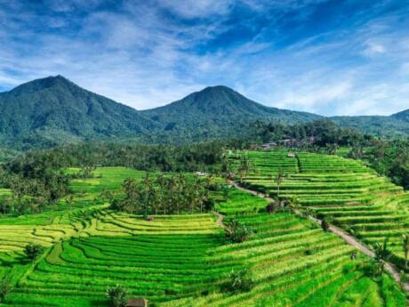 We found that riding a bicycle was the most fun way to explore the UNESCO World Heritage rice terraces of Bali