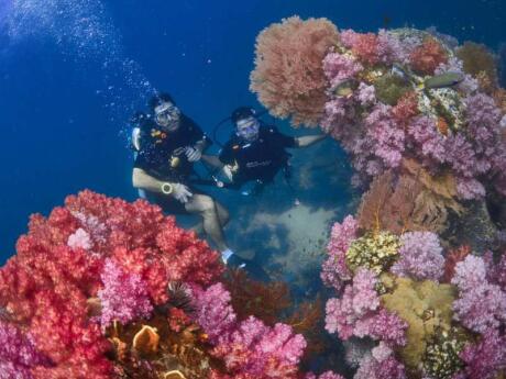 Uma bela cena subaquática com muitos corais, peixes bonitos e outras paisagens para apreciar
