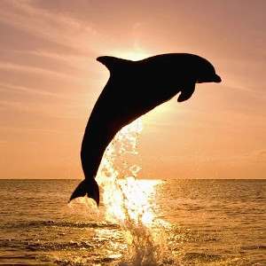 Uma atividade romântica obrigatória em Sarasota é um passeio de barco ao pôr do sol, onde você pode até ver golfinhos