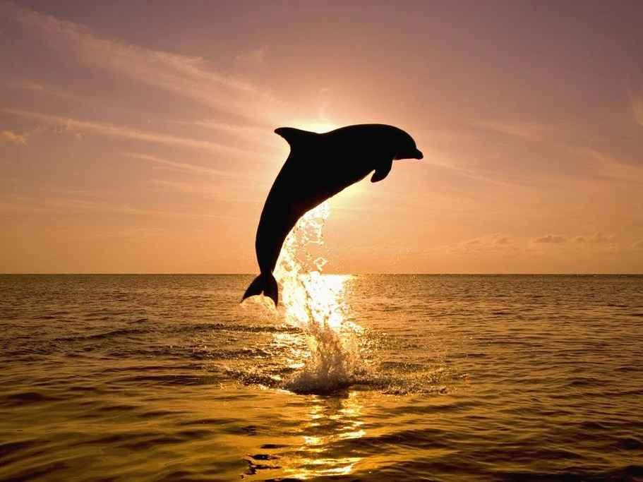 You may spot dolphins from the beaches in Tampa and by joining a romantic sunset cruise you're almost guaranteed to see them!