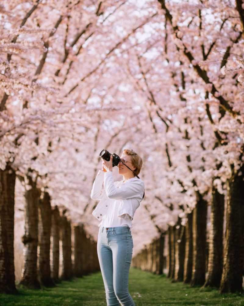 A blonde girl taking photos amongst beautiful pink blossom trees.