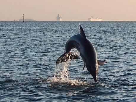 Going on a cruise from Tampa will let you get up close to lots of dolphins!