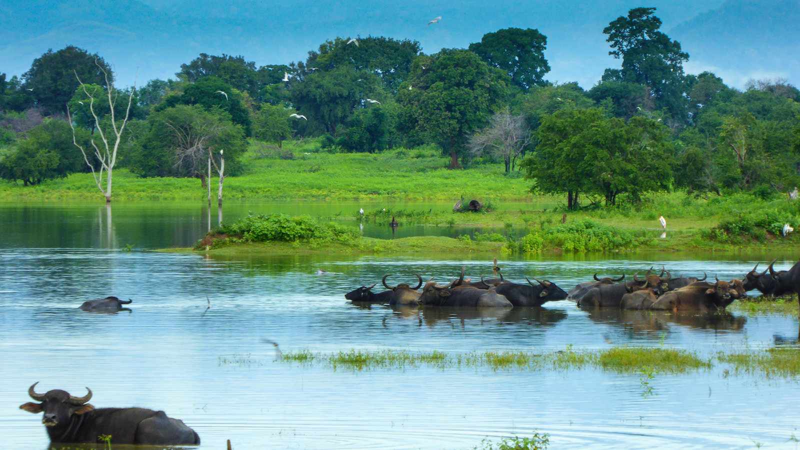 Wild water buffalos are one of the animals you will see plenty of in Udawalawe National Park