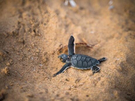 You might be lucky enough to see baby turtles hatching and making for sea while on Bocas del Toro!