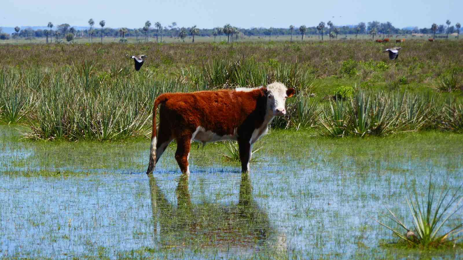 Uruguay loves it's beef and consumes more per person than any other country in the world