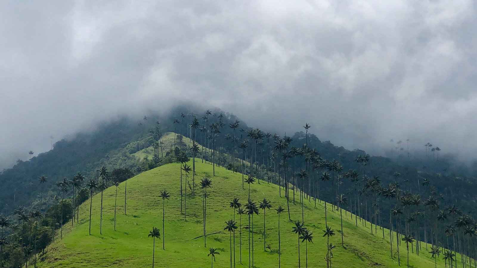 The unique and impressive landscape of the Cocora Valley in Colombia