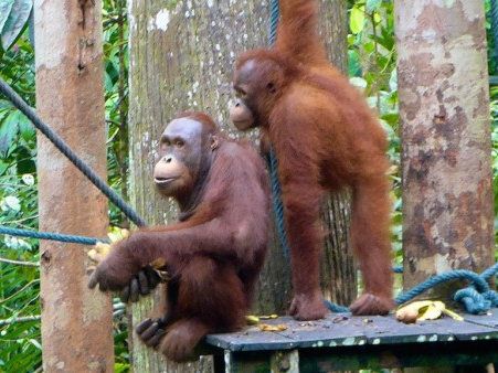 Seeing wild orangutans is one of the most incredible experiences to have in Malaysia!