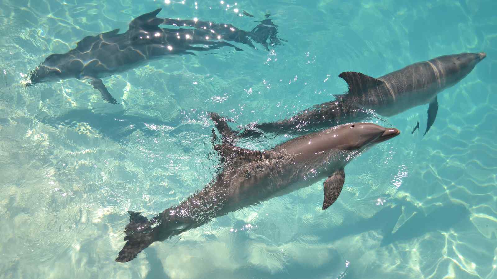 There's lots to do in Cancun, like seeing wild dolphins!