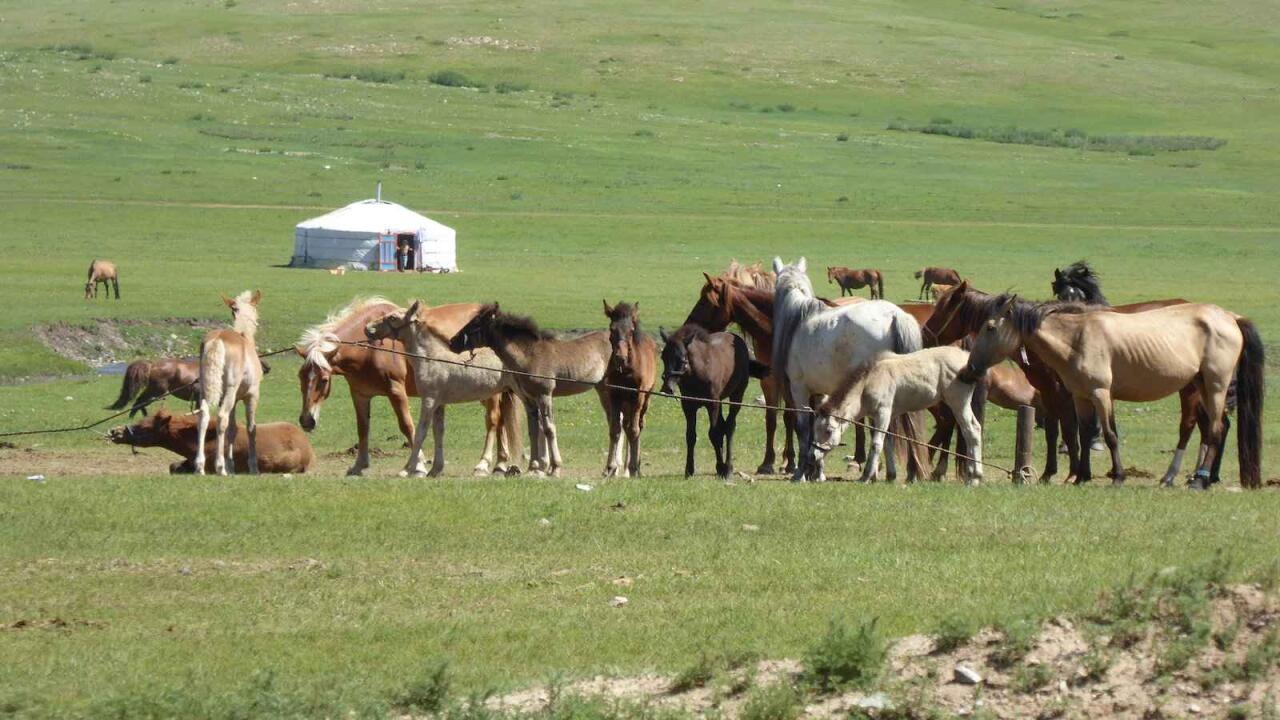 15 interesting facts about Mongolia • Nomadic Boys