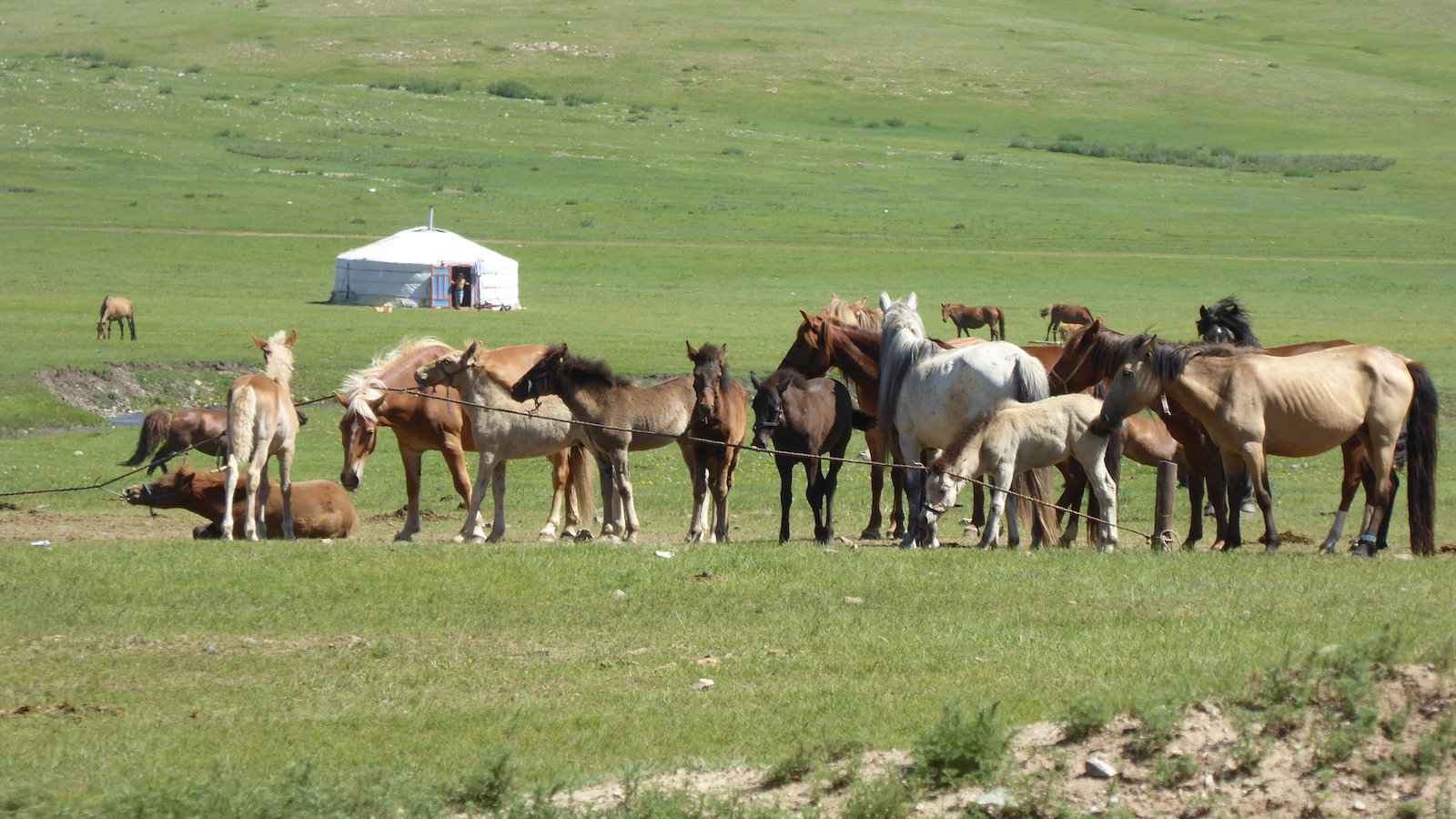 Os cavalos são muito importantes para os mongóis, tanto em termos práticos quanto por razões espirituais