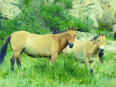 A Mongólia é o único lugar no mundo onde você pode ver cavalos selvagens takhi