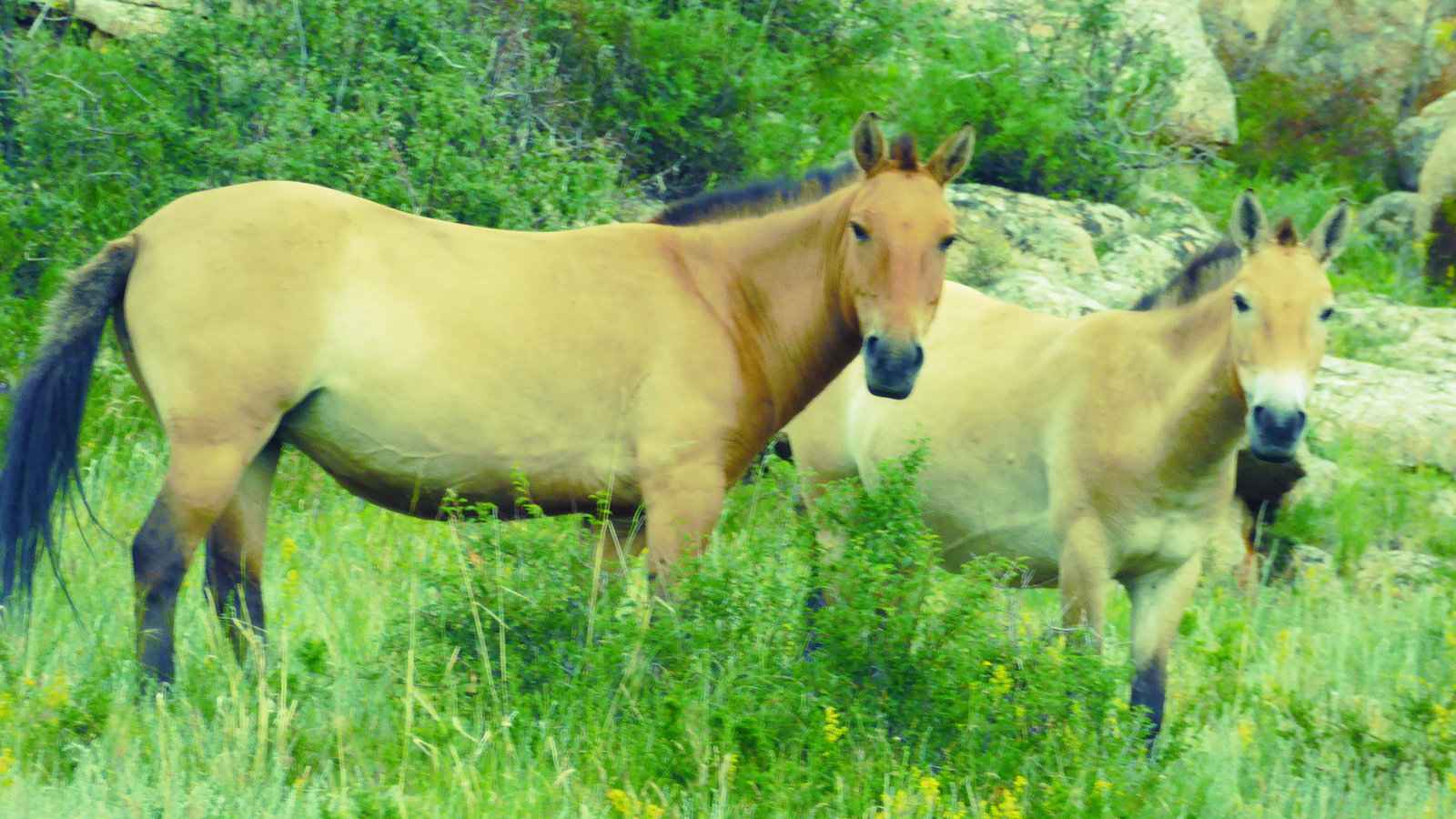 The takhi or Przewalski's horse from Mongolia is the only true wild horse species alive today