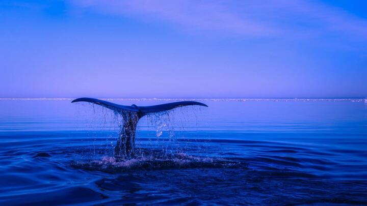 Use this guide to see blue whales in Mirissa, Sri Lanka