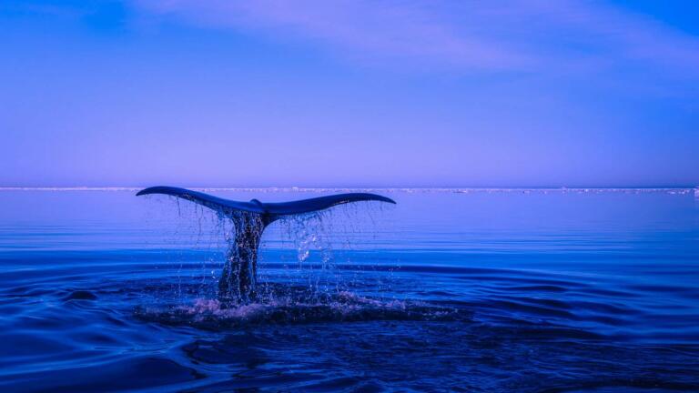 Blue Whale