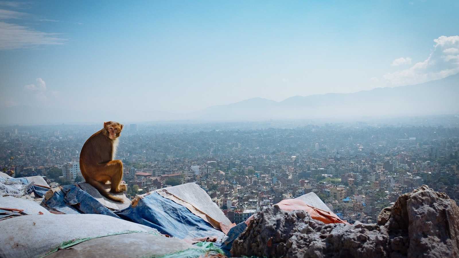 Pretty monkey posing for us at the Swayambhunath Temple in Nepal.