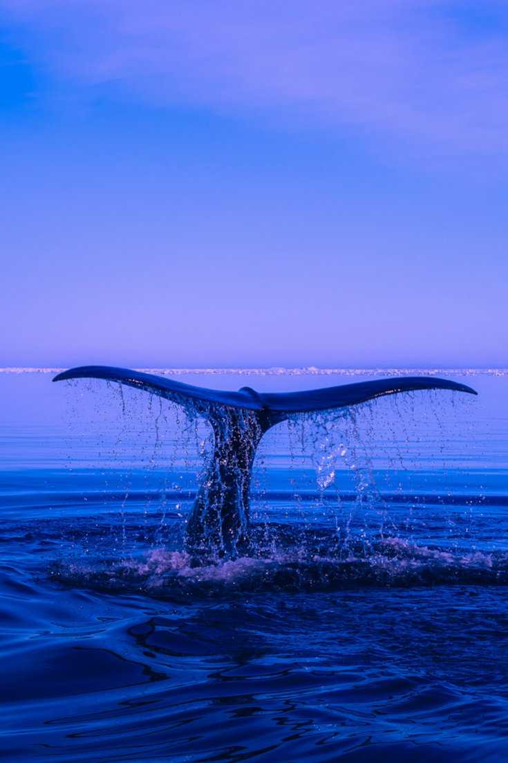 Find out how to see blue whales in Mirissa, Sri Lanka