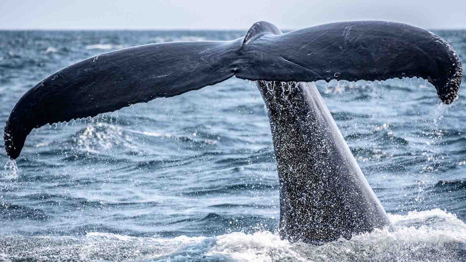 Entre novembro e abril é a melhor época para ver baleias em Mirissa