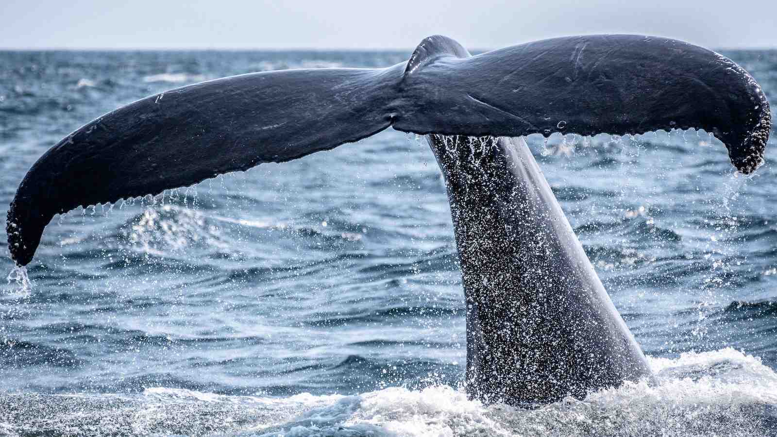 Between November and April is the best time to see whales in Mirissa