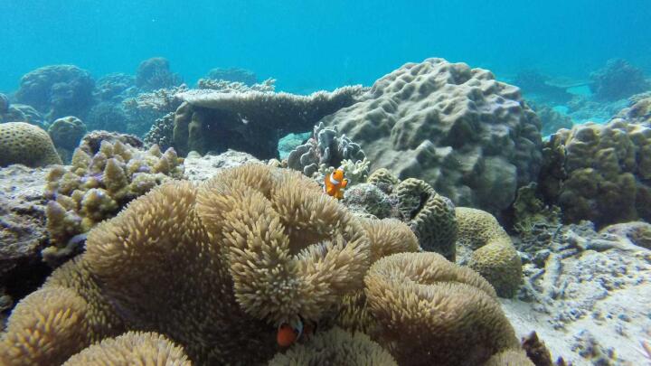 El Nido snorkeling: A complete guide to the crystal clear waters of Palawan