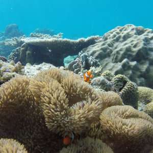 Tour C from El Nido is our personal favorite for snorkeling and seeing tropical fish