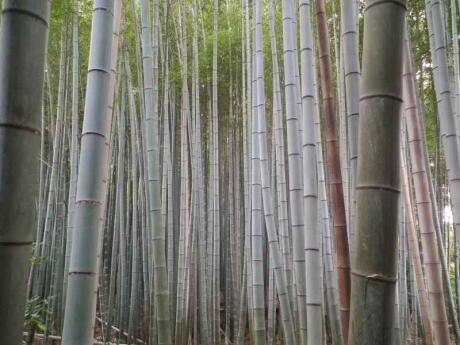 Kyoto's Sagano bamboo forest is a lovely spot to explore nature away from the bustle of the city