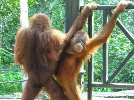 If you want to see cute orangutans in Kuching, head to the Semenggoh Wildlife Centre