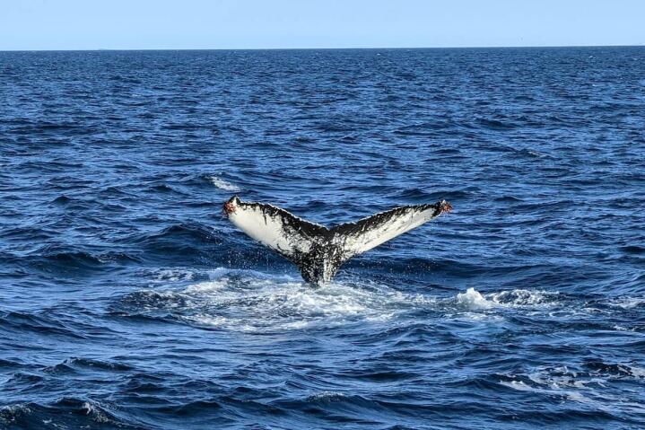 Going on a whale safari is a must in Iceland