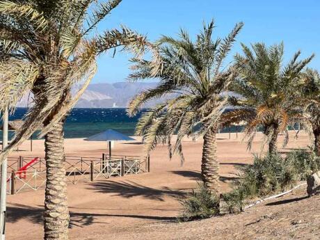 Palm trees and sand by the Red Sea in Aqaba, southern Jordan.