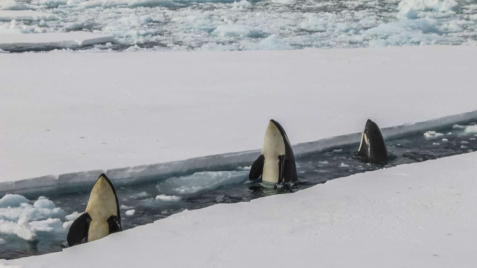 Three Orcas poking their heads above the water in between ice sheets.
