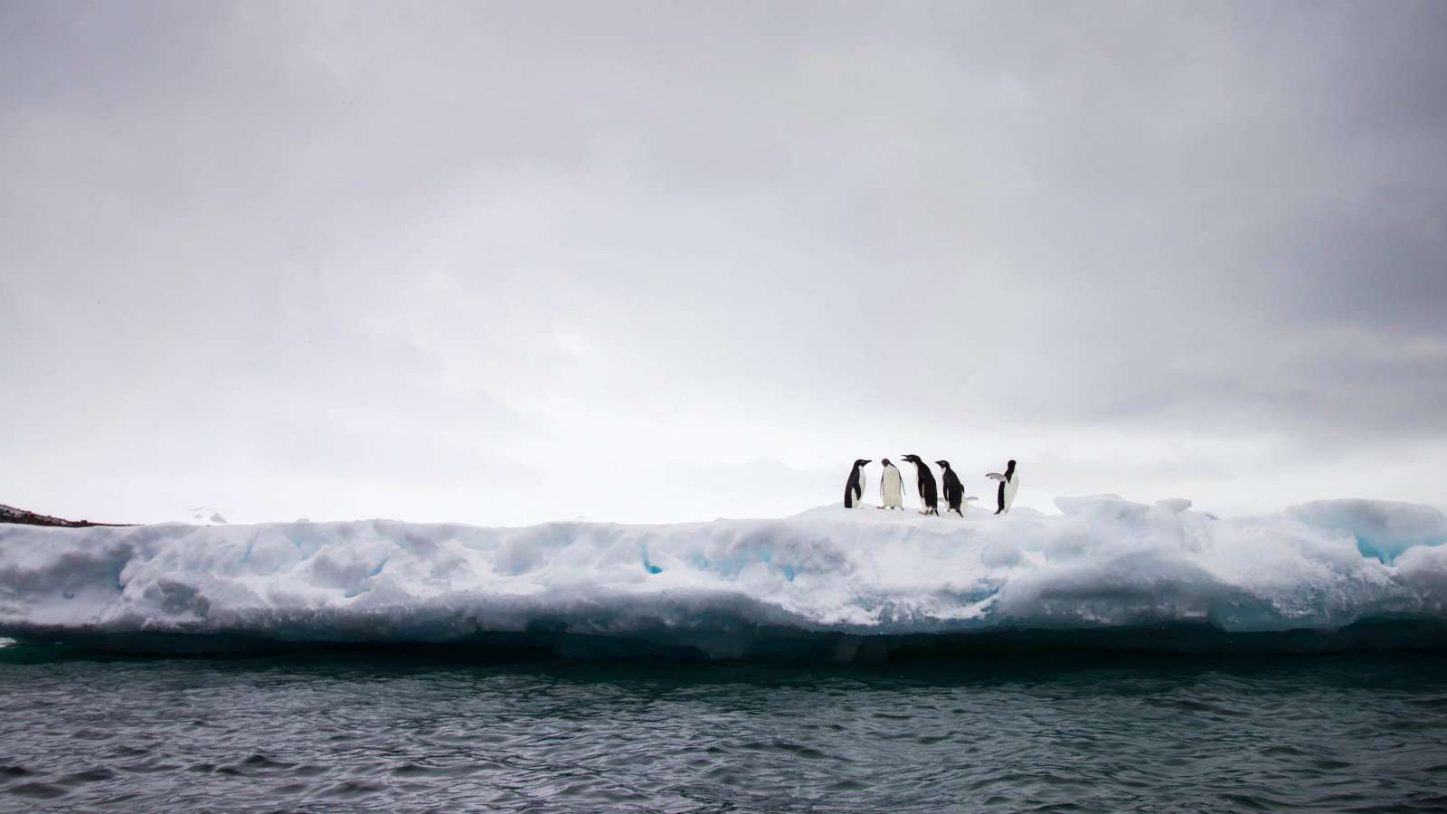 Five penguins sitting on ice with water in the foreground and a cloudy sky behind.
