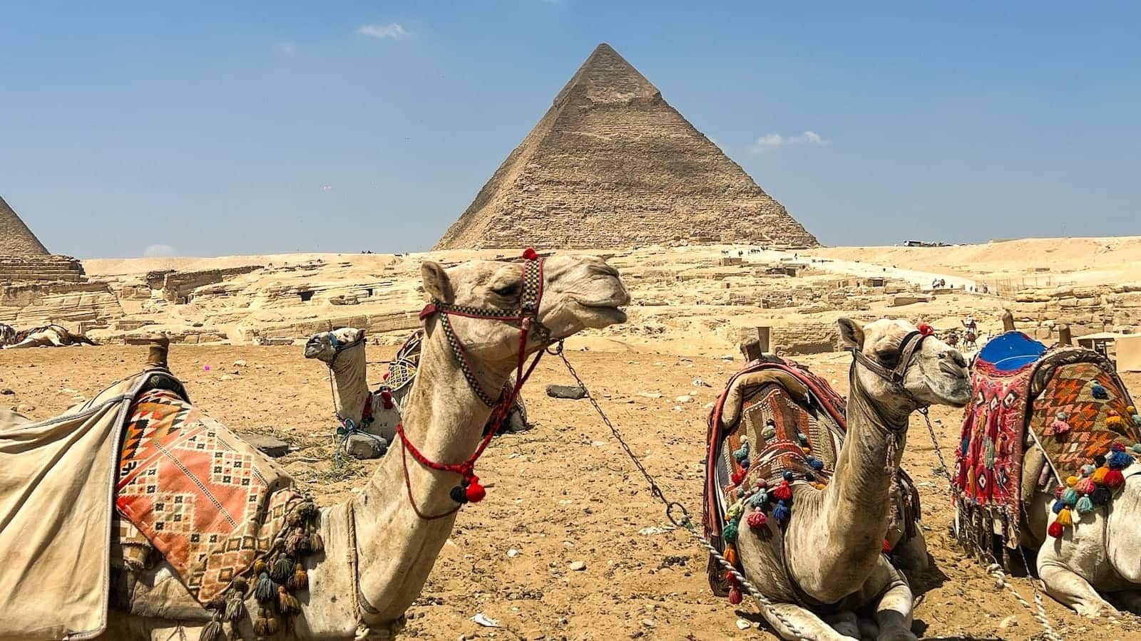 Camels in front of the pyramids in Giza, Egypt.