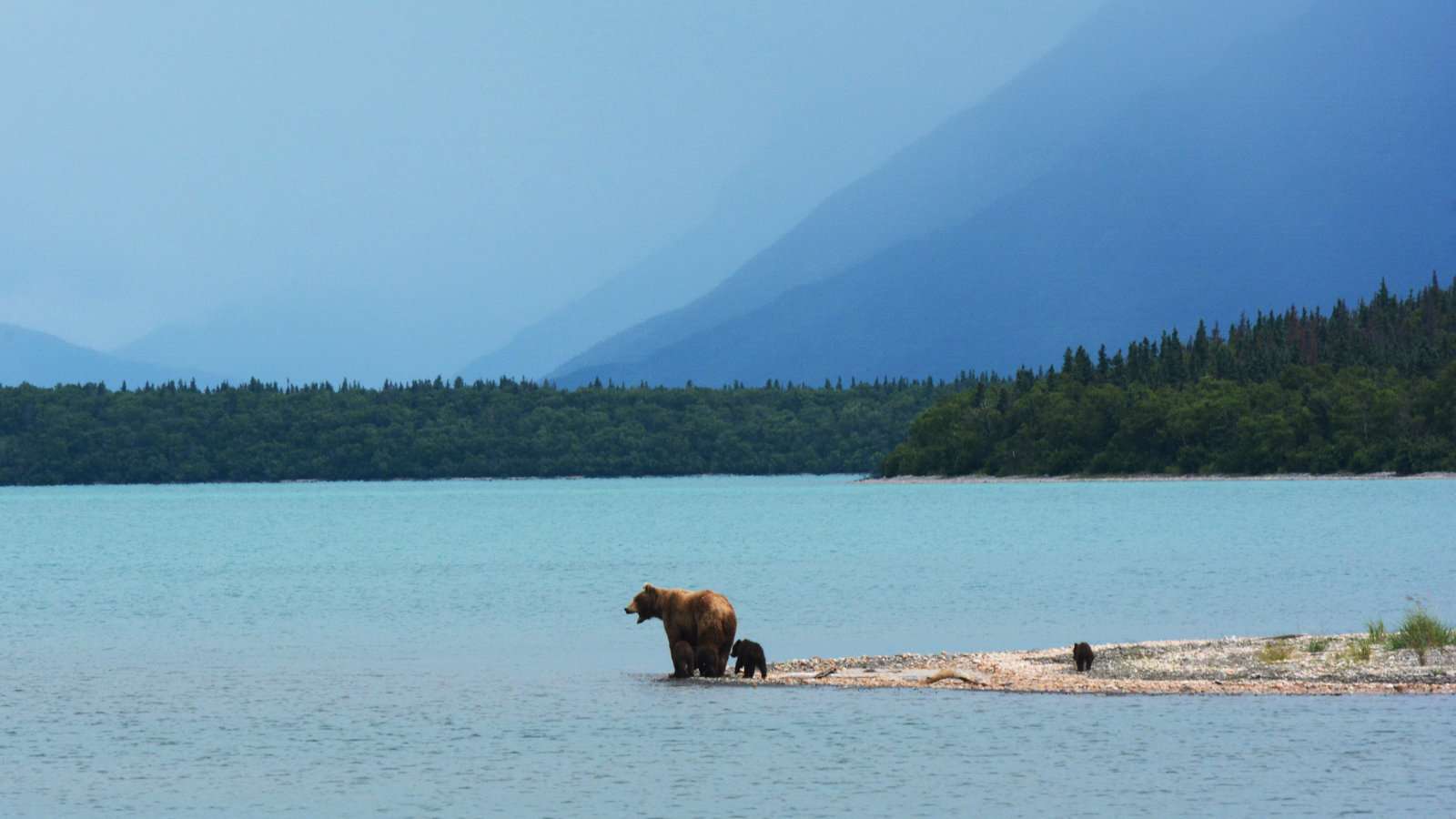 A grizzly bear with two babies standing on a piece of land jutting out into water with trees and a mountain in the background.