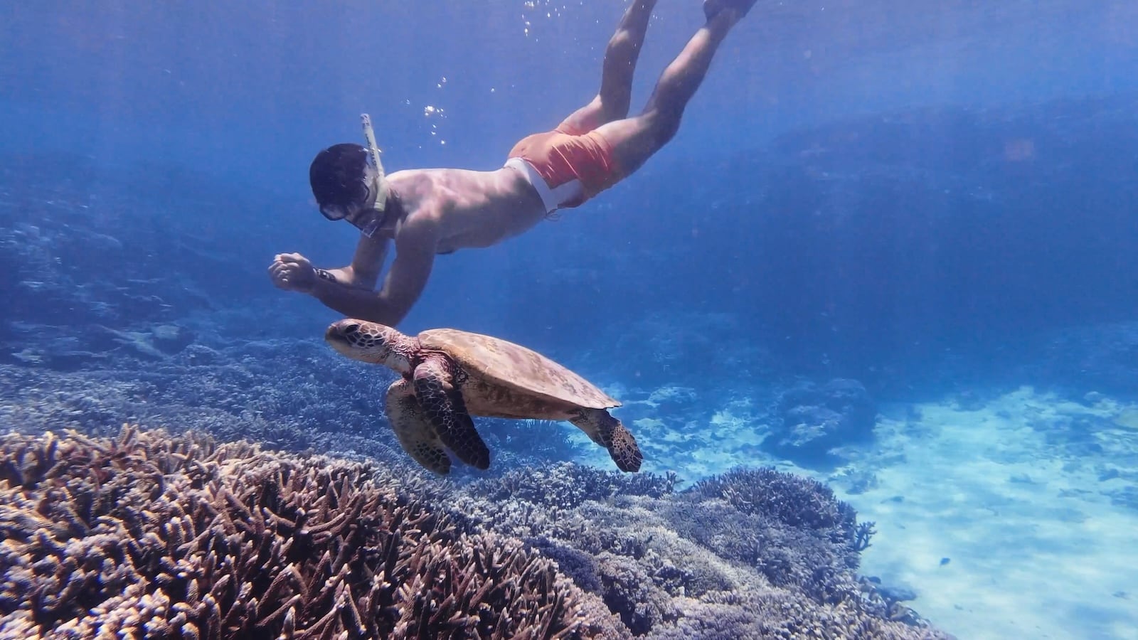 Stefan snorkeling next to a turtle in the Great Barrier Reef at Lady Elliot Island.