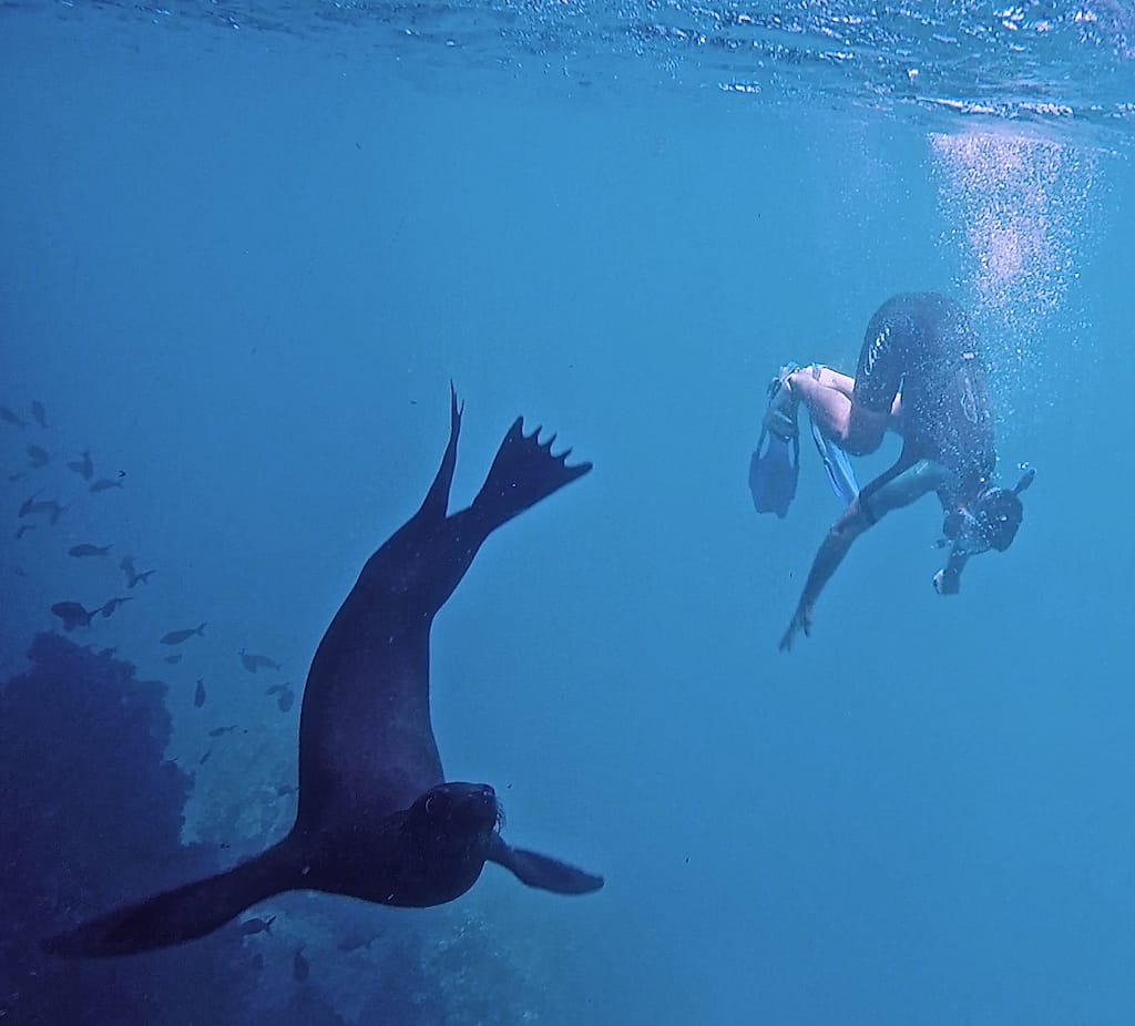 Seby snorkeling with Galapagos sea lion pup.