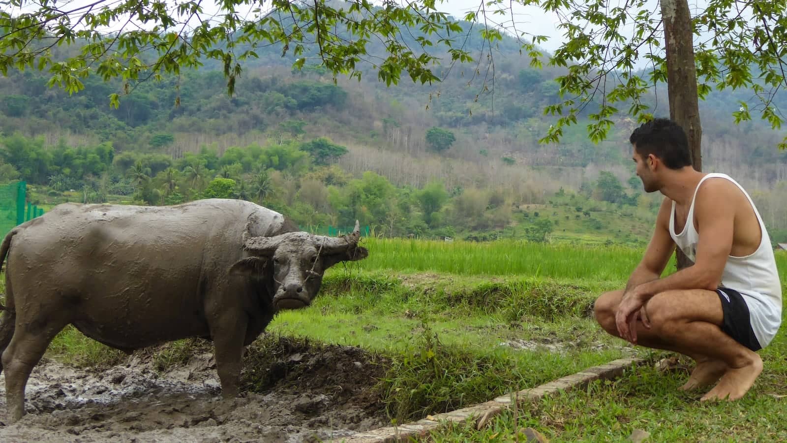 Stefan and water buffalo at the Living Land Farm rice fields in Luang Prabang in Laos.