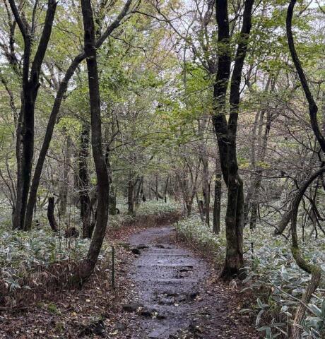 A muddy train between trees in a forest.