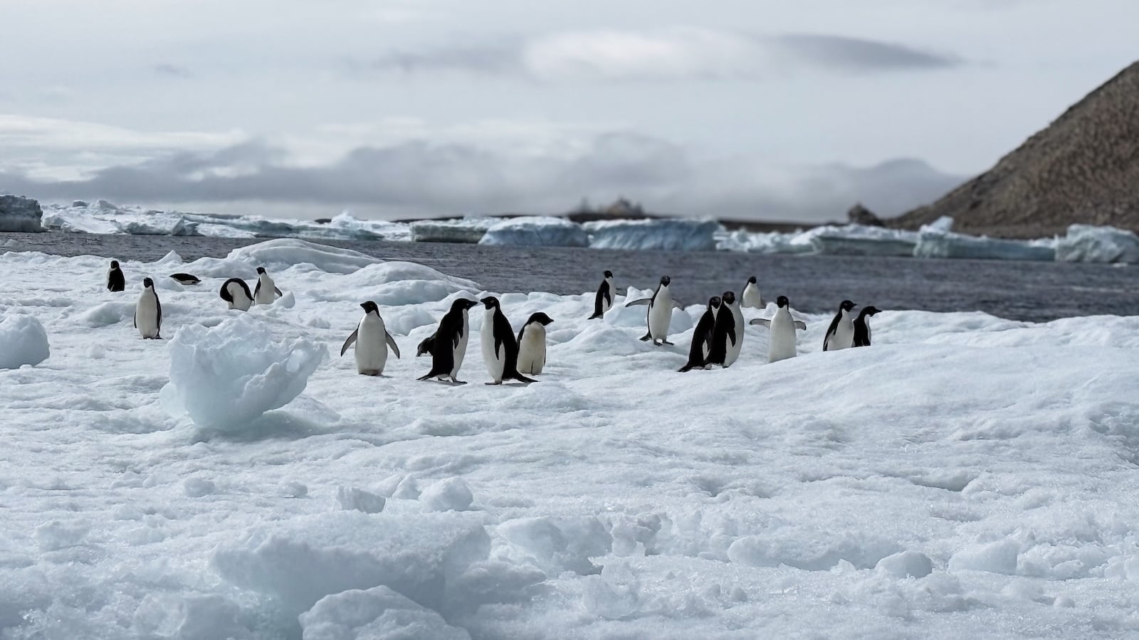 Antarctica penguins interacting on the ice.