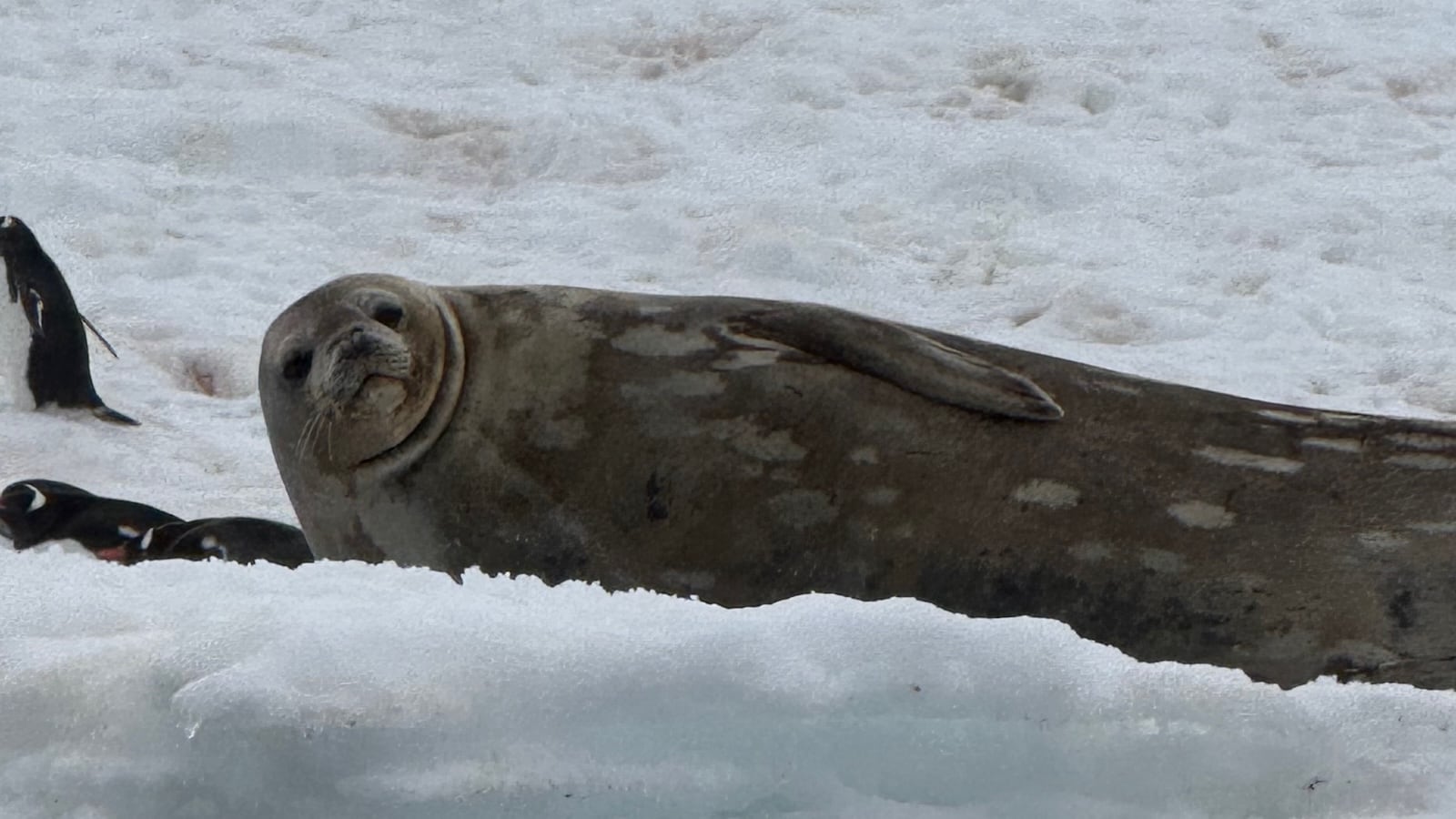 Antarctica seal chiling at Michelle Tower Island.